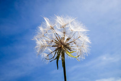 Close-up of dandelion against blue sky