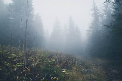 View of trees in foggy weather