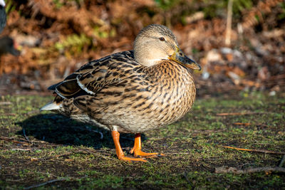 Close-up of mallard duck on land