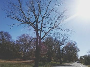 Bare trees on landscape