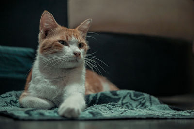 Close-up of a cat looking away