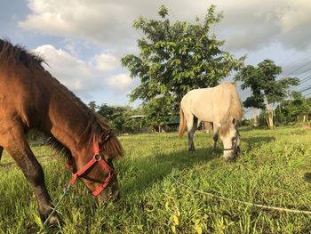 Horses grazing in a field