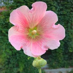 Close-up of hibiscus blooming outdoors