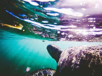 Close-up of turtle swimming in sea