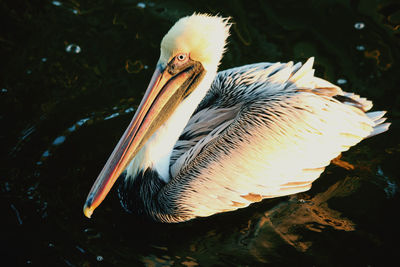 Close-up of pelican