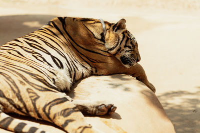 High angle view of tiger sleeping outdoors