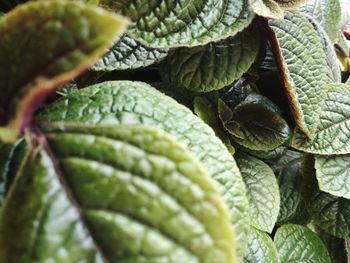 Close-up of fresh green plant