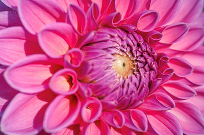 Close-up of pink flower