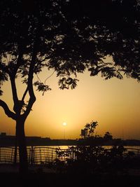 Silhouette of trees at beach during sunset