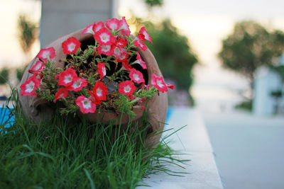 Close-up of pink rose flower pot