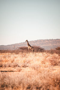 View of horse on field against clear sky