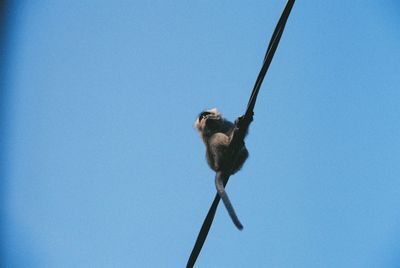 Low angle view of bird perching on pole against clear blue sky