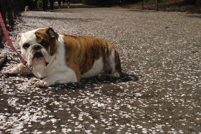 Portrait of dog