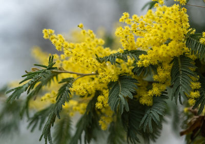 Close-up of yellow flowering plant