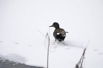 Bird on frozen lake against clear sky