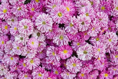 Full frame shot of pink flowers blooming outdoors