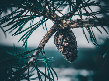 Close-up of pine cones on branch