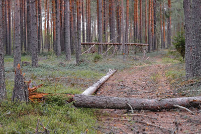 Trees in forest