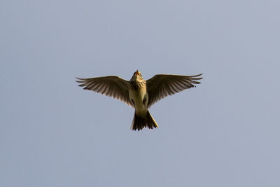 Low angle view of bird flying against clear sky