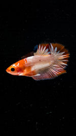 Close-up of fish underwater