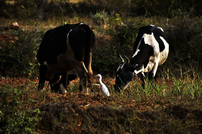 Cows grazing in a field