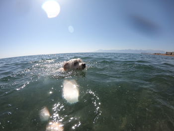 Dog swimming in sea against sky
