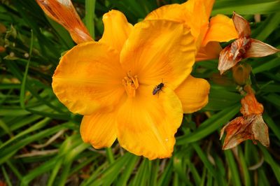 Close-up of yellow flower