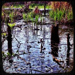 Reflection of trees in water