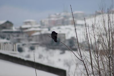 Close-up of bird perching against sky