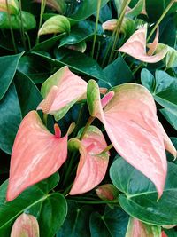 Close-up of flowers blooming outdoors