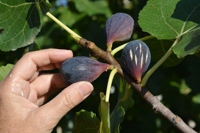 Picking organic ripe purple figs off the tree in summer