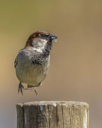 Close-up of bird perching on wooden post