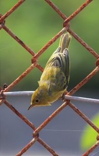 Close-up of bird perching on fence