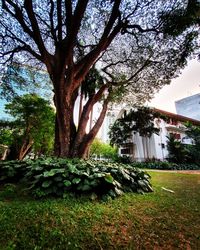 Trees and plants on field in lawn against building