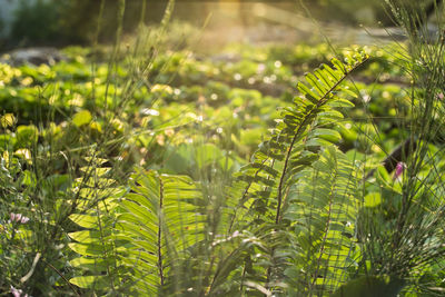 Close-up of fern leaves on tree