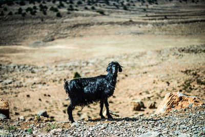 Black dog standing on landscape