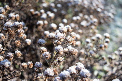 Close-up of wilted plant on field