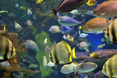 Colourful fish in aquarium