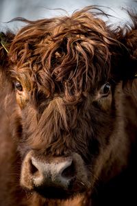 Close-up portrait of a horse