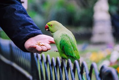 Bird perching on hand