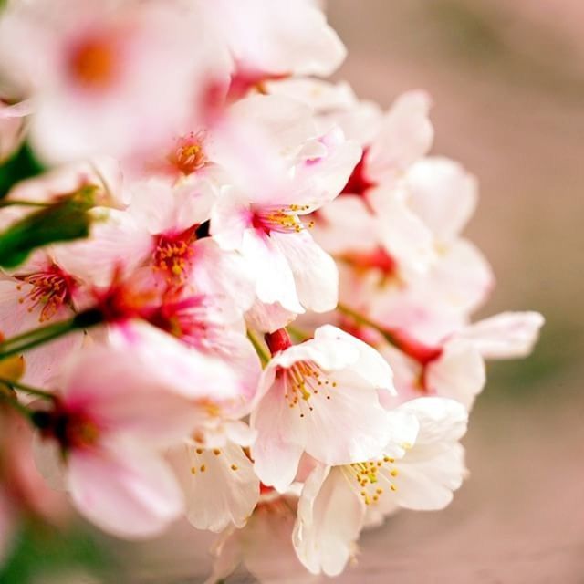 flower, freshness, fragility, petal, growth, beauty in nature, focus on foreground, close-up, flower head, nature, cherry blossom, blossom, pink color, white color, stamen, in bloom, blooming, branch, twig, selective focus