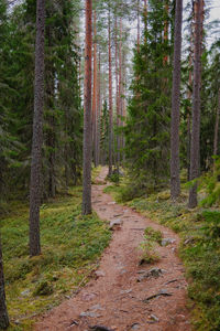 Trees in forest