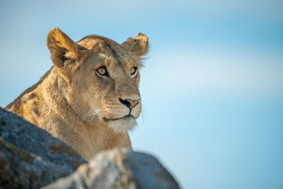 Lioness lies behind sunlit rocks on horizon