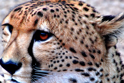 animal