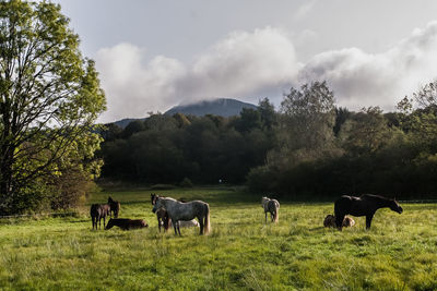 Horses grazing in a field