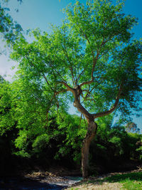 Trees growing in forest against sky