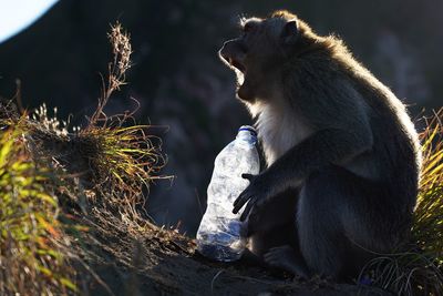 Screaming monkey at mount batur in bali, indonesia. holding a plastic bottle, by dawn, sunrise.