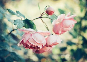 Close-up of pink rose