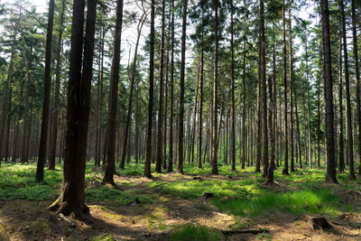 Trees growing in forest