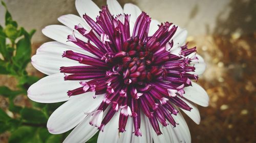 Close-up of purple flower blooming outdoors